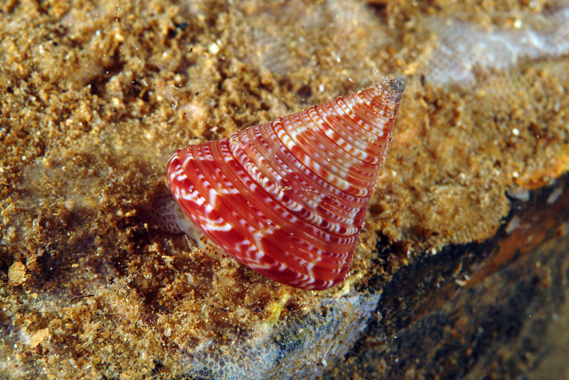 Calliostoma dubium e Calliostoma conulus